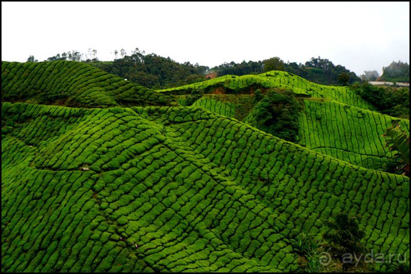 Чай,  клубника,  моховой  лес  и  остальное...