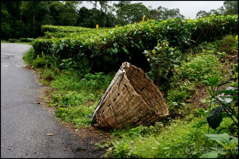 Чай,  клубника,  моховой  лес  и  остальное...