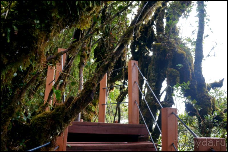 Чай,  клубника,  моховой  лес  и  остальное...