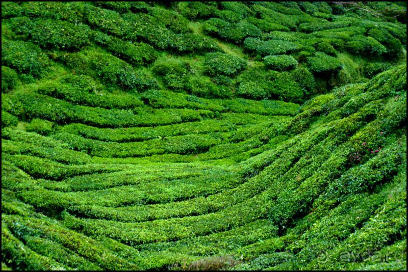 Чай,  клубника,  моховой  лес  и  остальное...