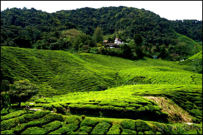 Чай,  клубника,  моховой  лес  и  остальное...