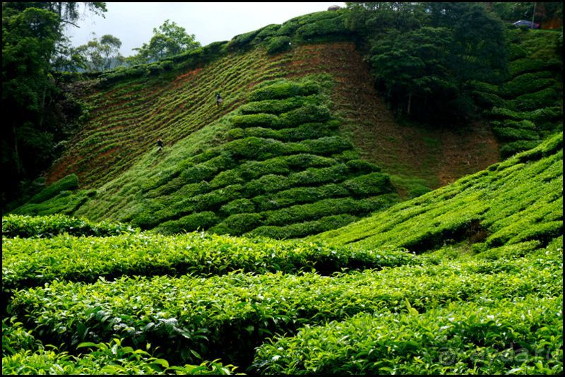 Чай,  клубника,  моховой  лес  и  остальное...