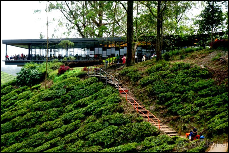 Чай,  клубника,  моховой  лес  и  остальное...