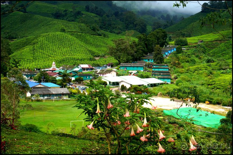 Чай,  клубника,  моховой  лес  и  остальное...