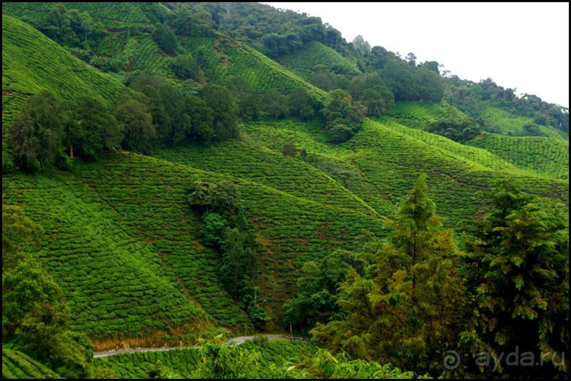 Чай,  клубника,  моховой  лес  и  остальное...