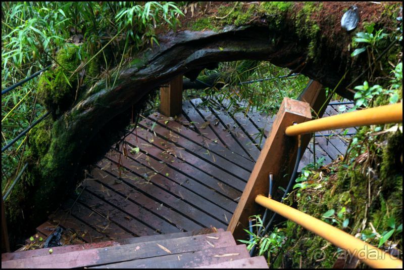 Чай,  клубника,  моховой  лес  и  остальное...