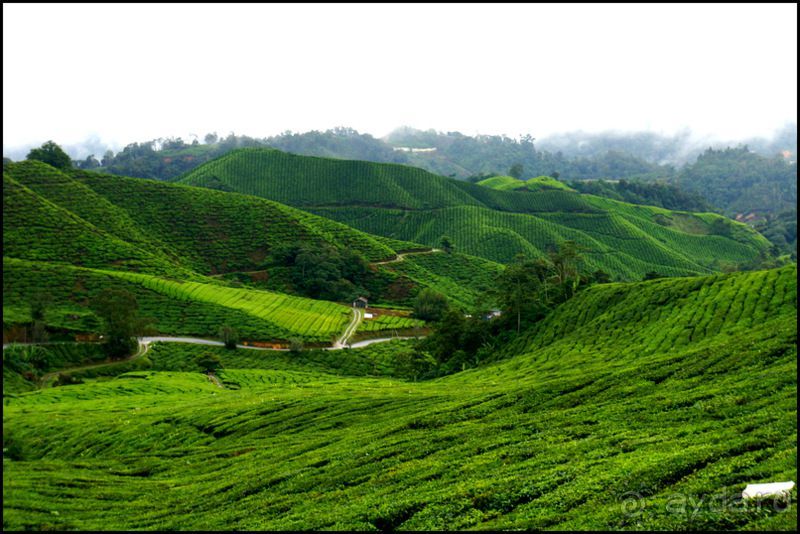 Чай,  клубника,  моховой  лес  и  остальное...