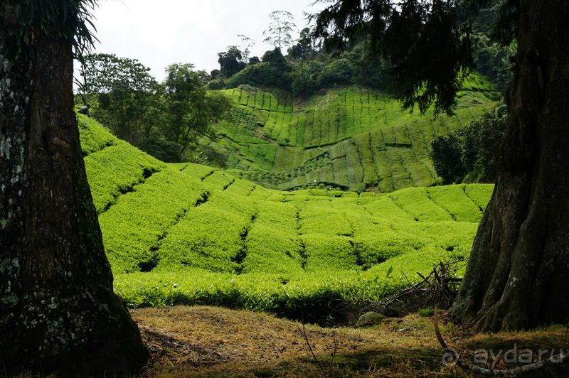 Чай,  клубника,  моховой  лес  и  остальное...