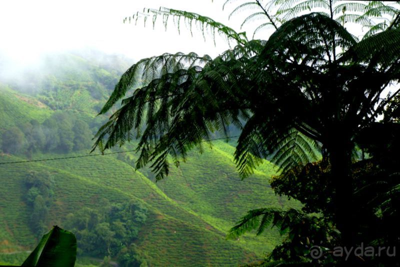 Чай,  клубника,  моховой  лес  и  остальное...