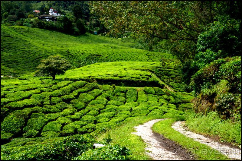 Чай,  клубника,  моховой  лес  и  остальное...