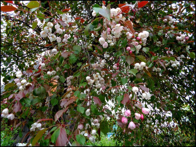 Южно -  Сахалинск  вчера  и  сегодня.