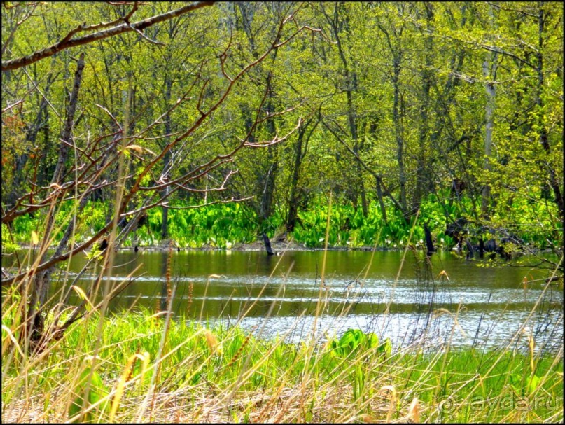 И  в  этом  есть  очарование.