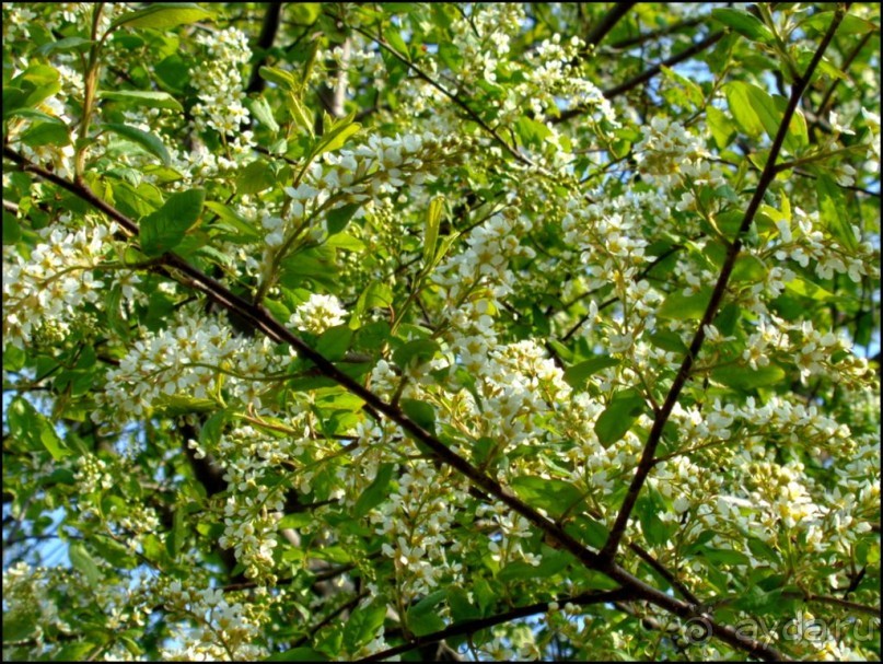 И  в  этом  есть  очарование.