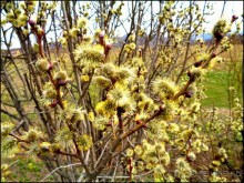 И  в  этом  есть  очарование.