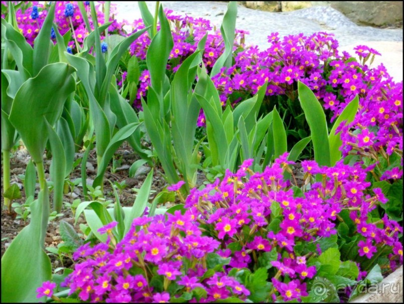 И  в  этом  есть  очарование.