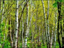 И  в  этом  есть  очарование.