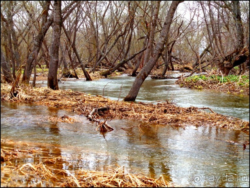 И  в  этом  есть  очарование.