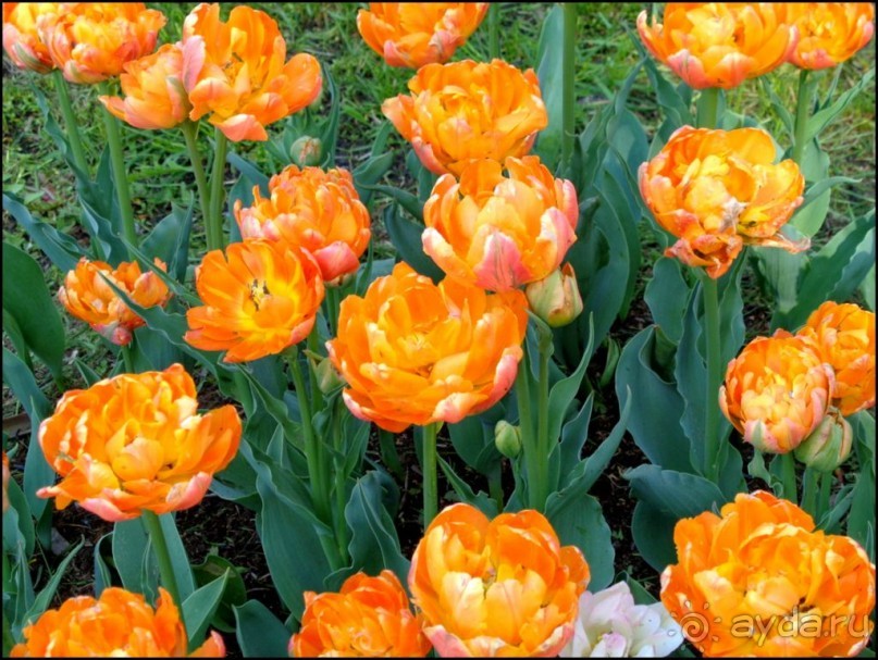 И  в  этом  есть  очарование.