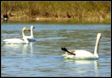 И  в  этом  есть  очарование.