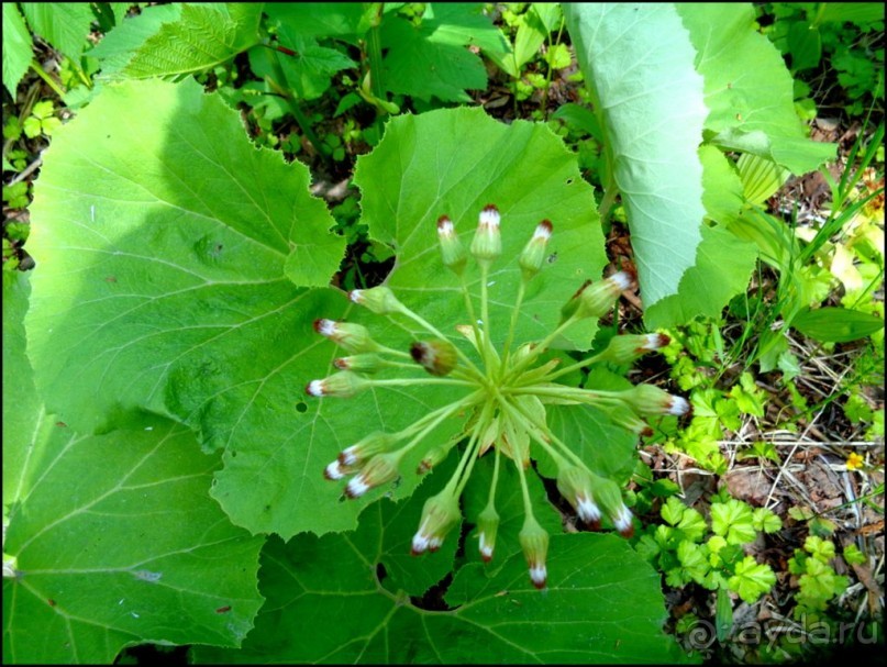 И  в  этом  есть  очарование.