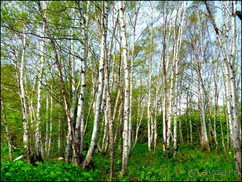 И  в  этом  есть  очарование.