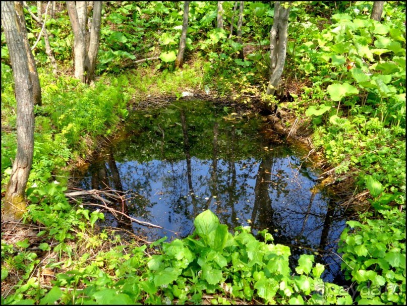 И  в  этом  есть  очарование.