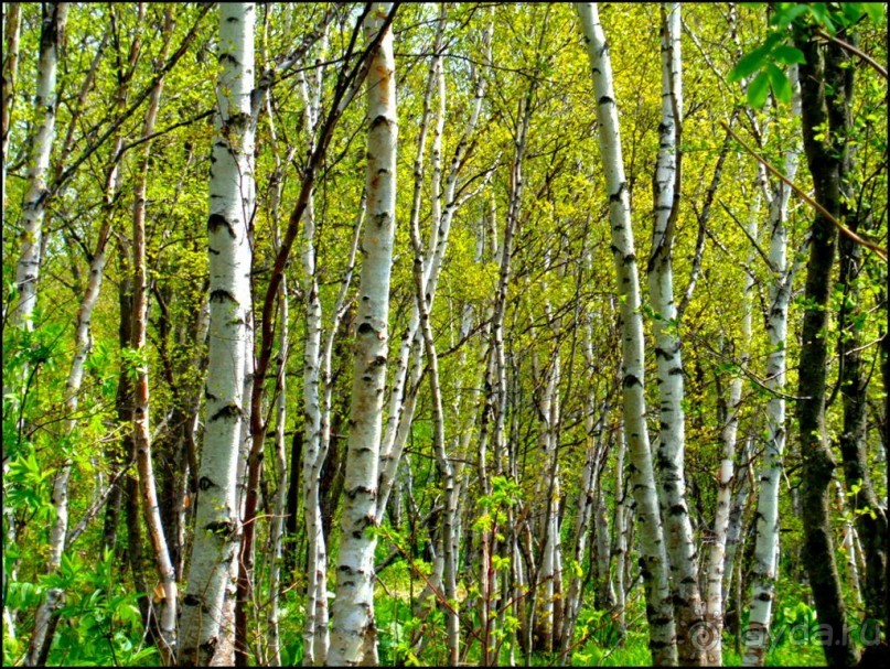 И  в  этом  есть  очарование.