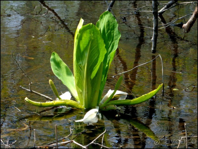 И  в  этом  есть  очарование.