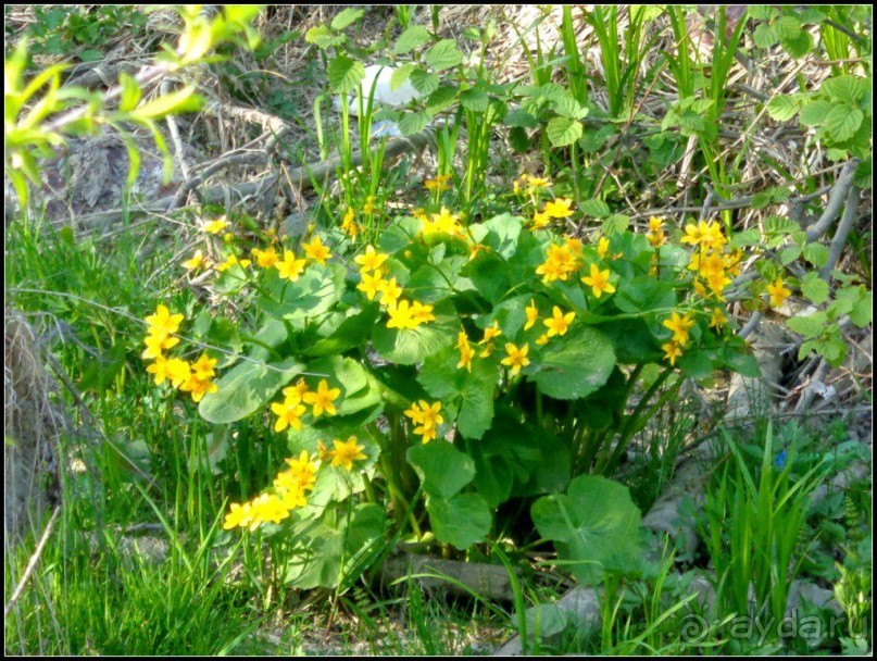 И  в  этом  есть  очарование.