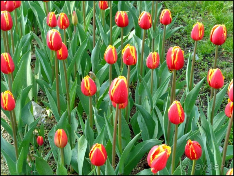 И  в  этом  есть  очарование.