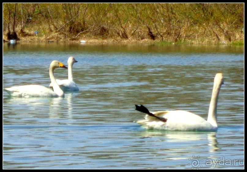 И  в  этом  есть  очарование.