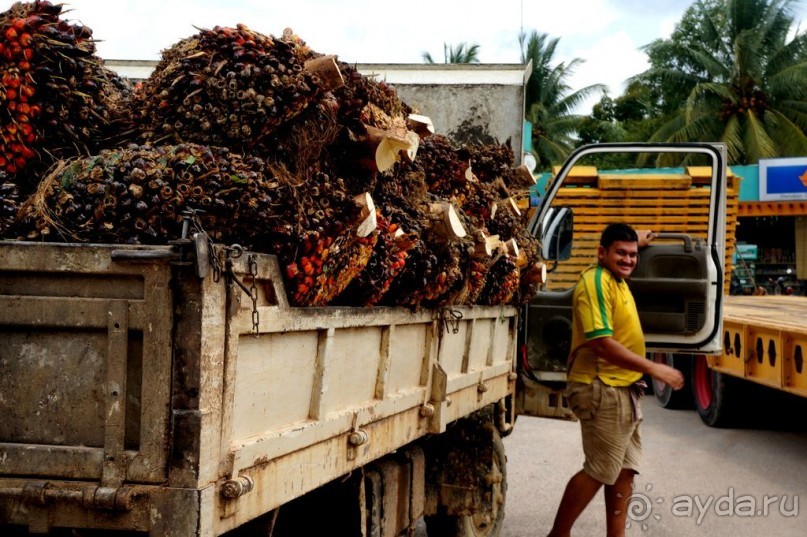 Несостявщийся   трек...