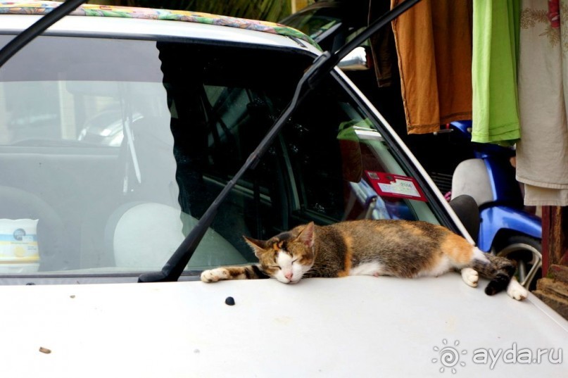 Несостявщийся   трек...