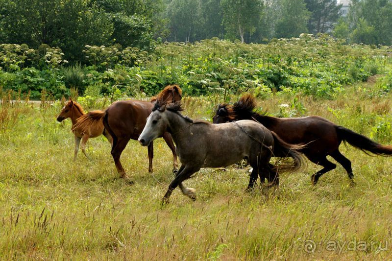 Лошади  -  а  все  как  у  людей.