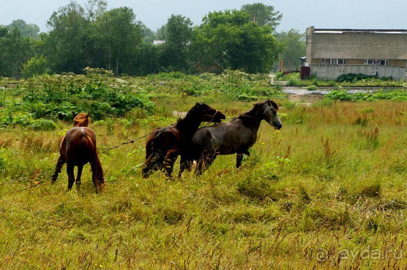 Лошади  -  а  все  как  у  людей.