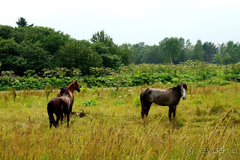 Лошади  -  а  все  как  у  людей.