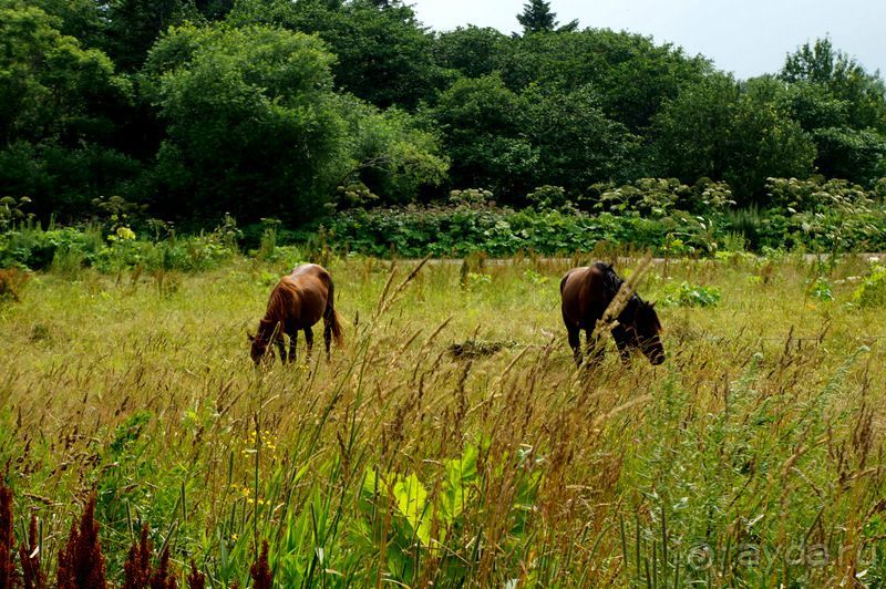Лошади  -  а  все  как  у  людей.