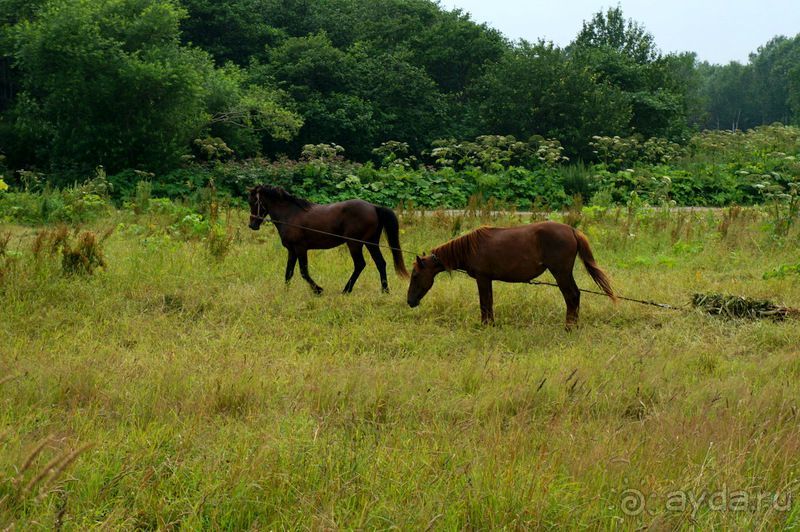 Лошади  -  а  все  как  у  людей.