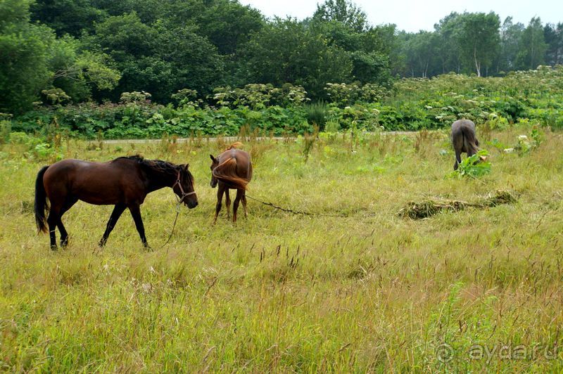 Лошади  -  а  все  как  у  людей.