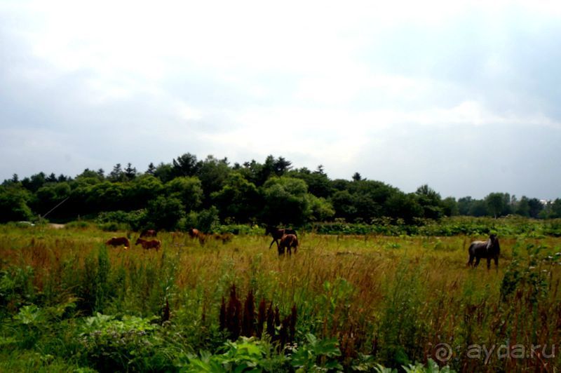 Лошади  -  а  все  как  у  людей.