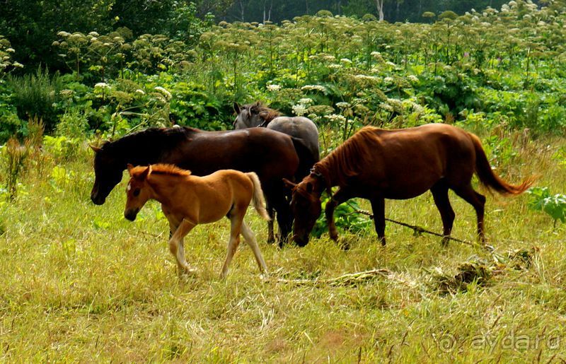 Лошади  -  а  все  как  у  людей.