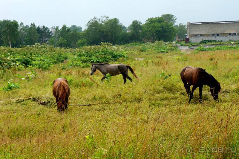 Лошади  -  а  все  как  у  людей.