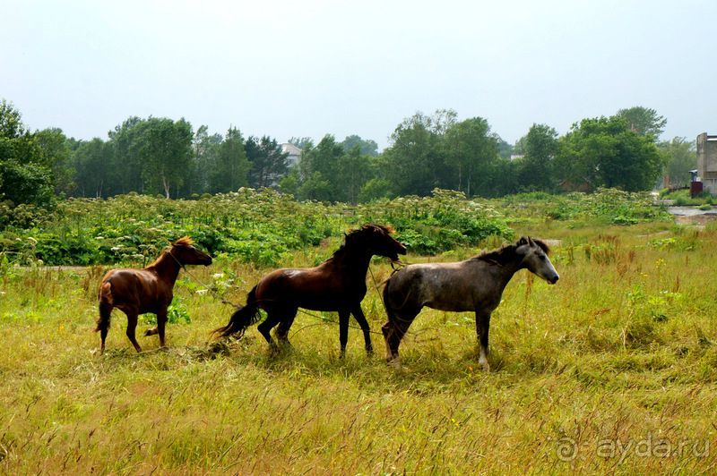 Лошади  -  а  все  как  у  людей.