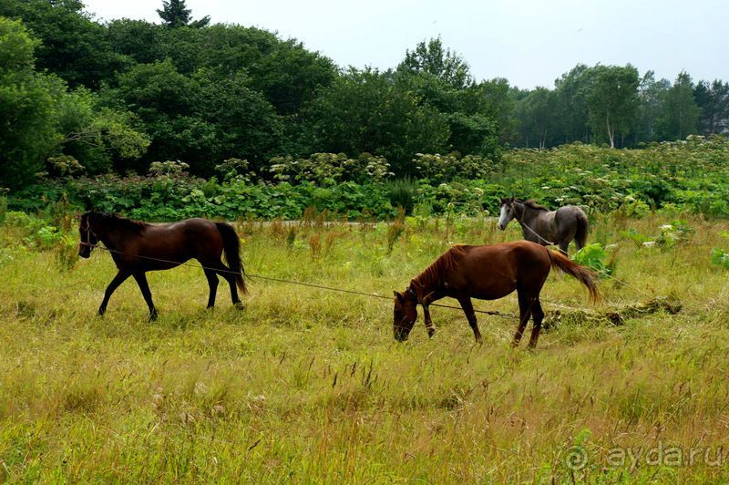 Лошади  -  а  все  как  у  людей.