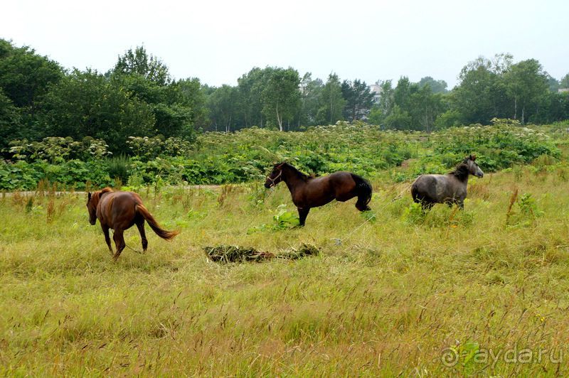 Лошади  -  а  все  как  у  людей.