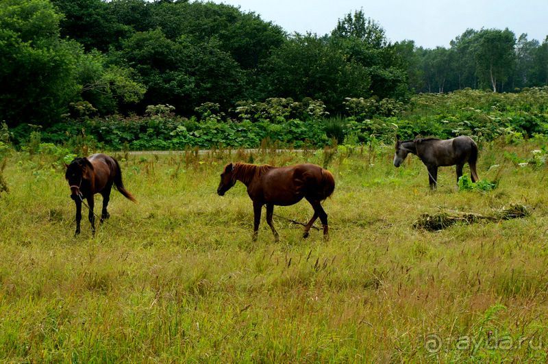 Лошади  -  а  все  как  у  людей.