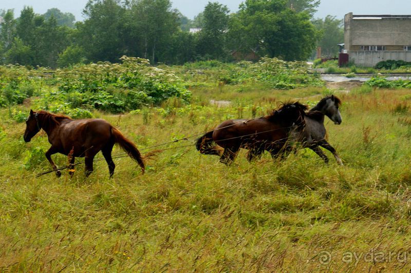 Лошади  -  а  все  как  у  людей.
