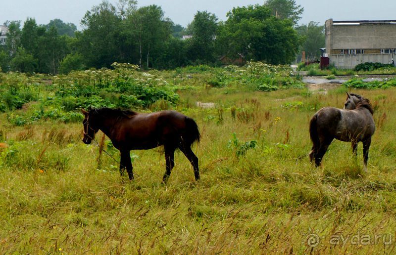 Лошади  -  а  все  как  у  людей.