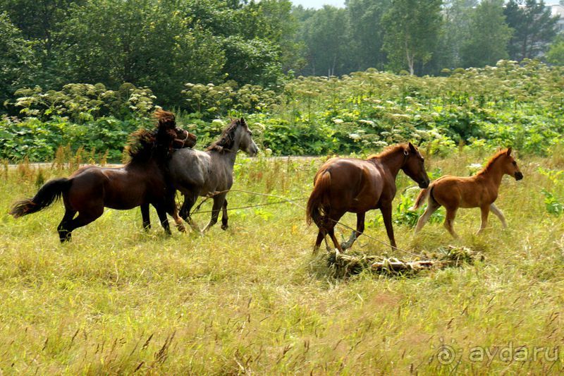 Лошади  -  а  все  как  у  людей.