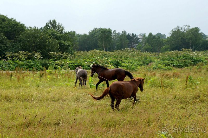 Лошади  -  а  все  как  у  людей.